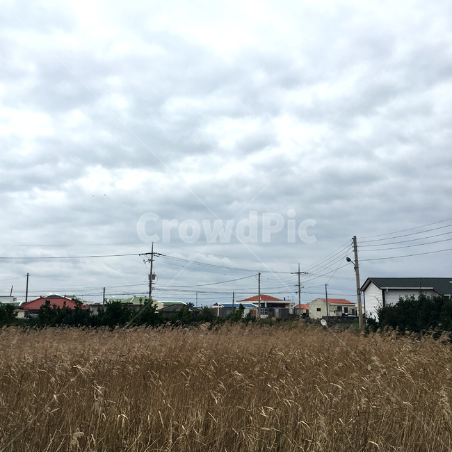 제주,갈대,갈대밭,풍경,가을,쓸쓸한,자연,집,마을,fieldofreeds,reed,fall,autumn,jejuisland,sensitive,landscape,제주도,jeju,jeju island,시골,마을,풍경,landscape,country,rural,town,cable,케이블,power lines,전력선,electric transmission tower,송전탑