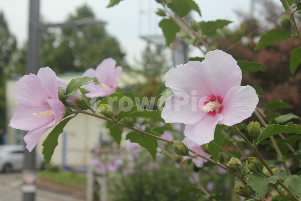 무궁화,꽃,flower,식물,plant,식물,자연,plants,nature,꽃,flower