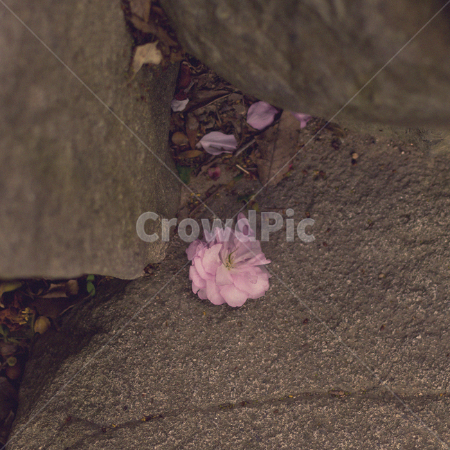 겹벚꽃,자연,꽃,벚꽃,flower,nature,꽃,flower