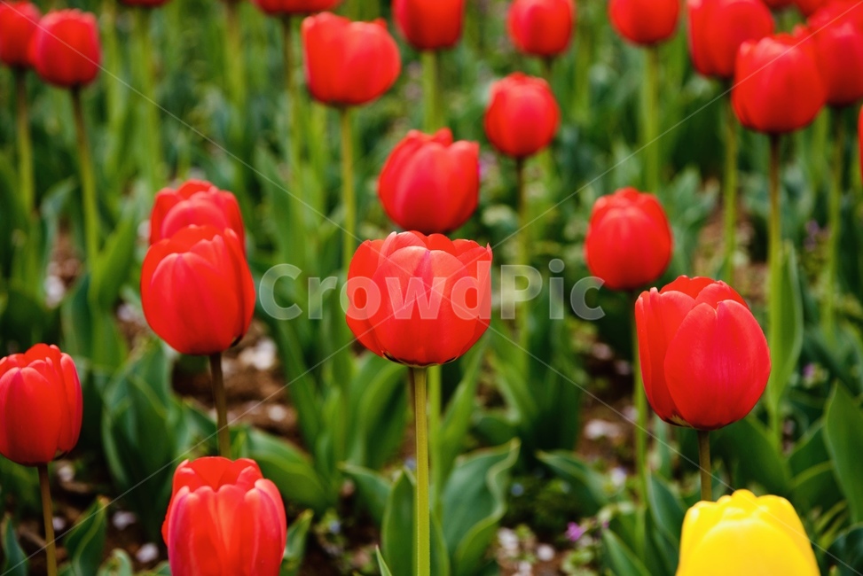 튤립,자연,꽃,봄,화단,식물,자연,plants,nature,꽃,flower