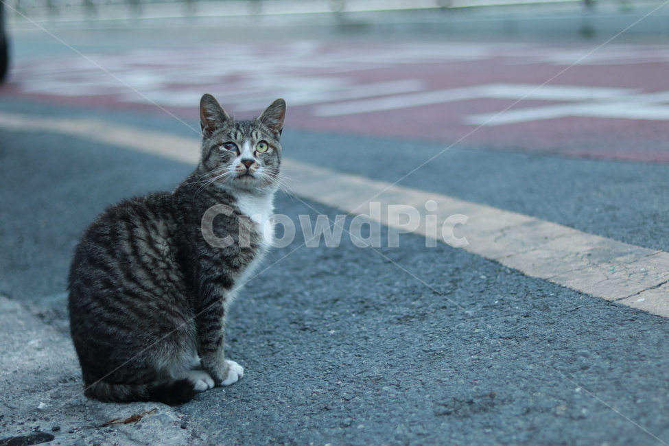 고양이,길냥이,길거리,유기묘,반려묘