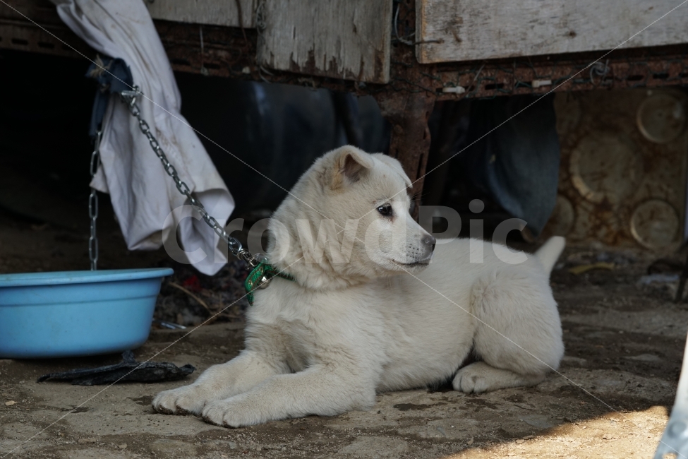young,guard dog,cute,Snap,healing,Healing Photos,albino,Baekgu,Cutie,bowwow,Emotion,pet,pretty,countryside,snpshot,Emotional photo,Pets,Jindol,puppy,Jindo dog,animal,snap photo,pet dog,dog,mammalia,snapshot,snap