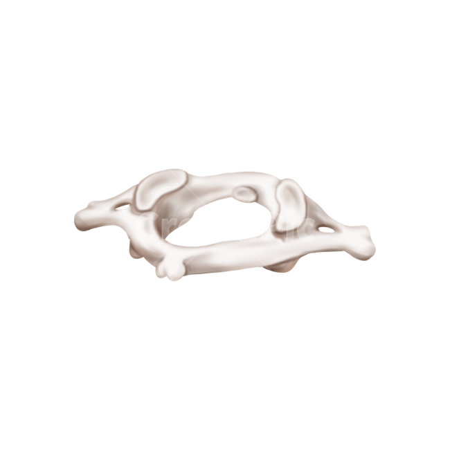 메디컬,medical,png,일러스트,메디컬일러스트,해부학,anatomy,bone,척추,디스크,경추1번,누끼,remove background