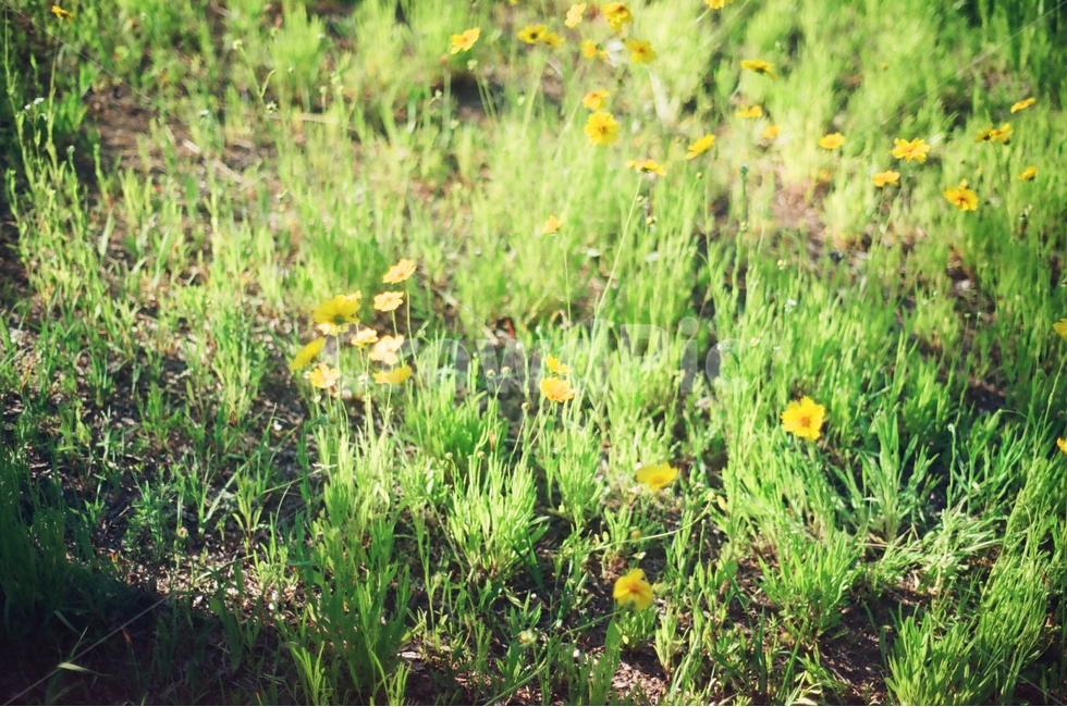 꽃,봄,풀,자연,식물,식물,자연,plants,nature,꽃,flower,감성,sensible,feeling,휴식,힐링,rest,relaxation,healing