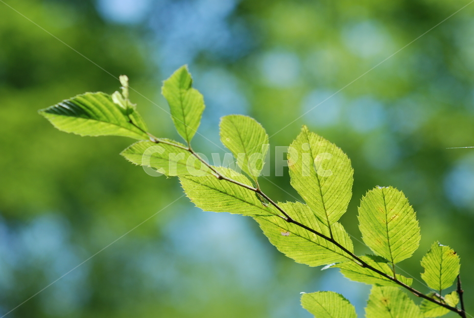 잎,초록,plant,식물,정맥,veins,식물,자연,plants,nature