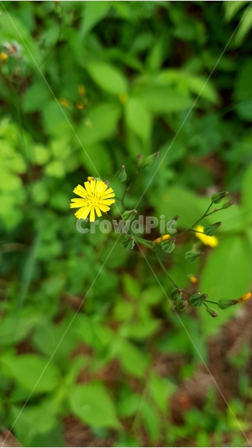 자연,풀,꽃,노랑,초점,nature,flower,yellow,focus,grass,식물,자연,plants,nature,꽃,flower