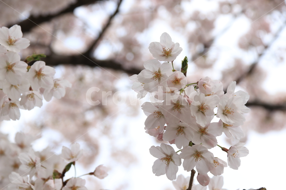 plant,flower,cherryblossom,blossom,꽃,벚꽃,식물,자연,식물,자연,plants,nature,꽃,flower