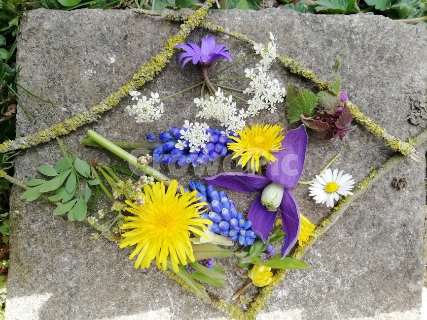 plant,flowers,식물,꽃,봄,spring