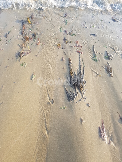 soil,흙,outdoors,옥외,nature,자연,landscape,경치,sand,모래,물풀,바다,바닷가