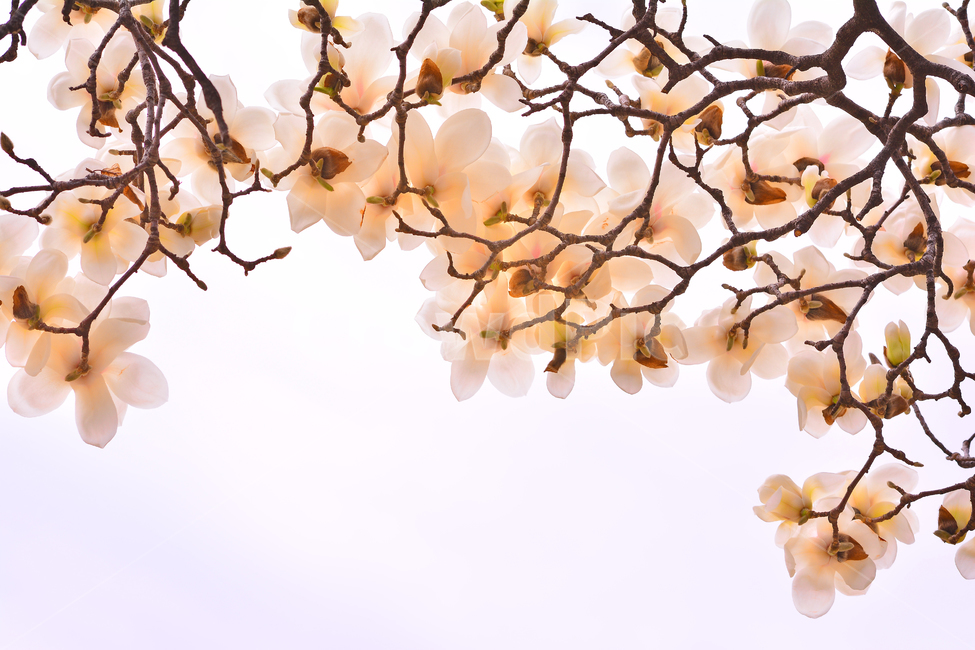 목련꽃,나무꽃,봄꽃,계절,시즌,야외,옥외,식물,꽃,아름다운,plant,blossom,flower,season,outdoor,spring,식물,자연,plants,nature,꽃,flower