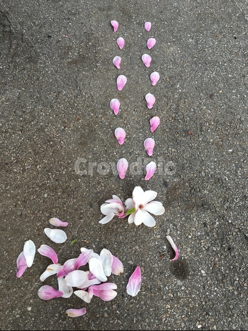 목련,목련꽃길,꽃길,발자국,발자욱,꽃발자국,꽃발자욱,홍목련,아스발트,아스팔트