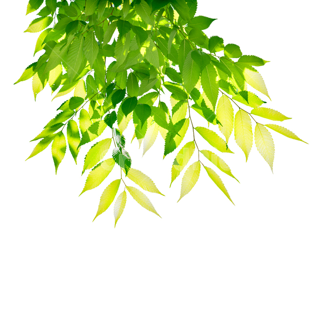 나무배경,봄,나뭇잎,나뭇가지,살랑살랑,따뜻한,햇살,눈부신,카피공간,새로운,상쾌한,희망찬,꾸미기,새롭다,식물,계절,여름,트리,배경,배너,뒷배경,풍경,화창한,아름다운,여유롭다,휴식,힐링