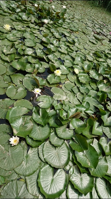 식물,꽃,연꽃,수련,연못,연잎,자연,풍경,여름,녹색,green,식물,자연,plants,nature,꽃,flower