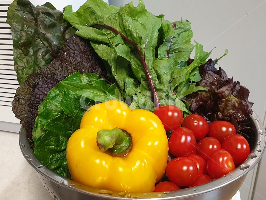 다이어트,채소,쌈채소,토마토,건강,식물,plant,음식,식재료,요리,food,cook,meal,dishes,food reserves
