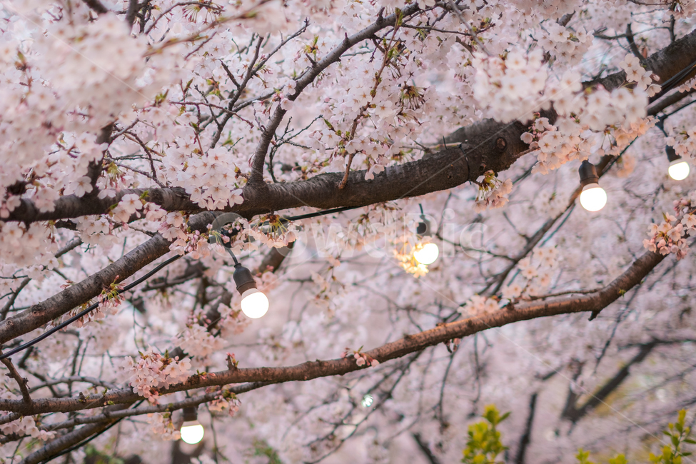 벚꽃,봄,벚꽃축제,조명,힐링,flower,핑크,감성,healing,spring,feeling,sensible,색감,봄,계절,spring,season,감성,sensible,feeling,plant,식물,blossom,꽃,cherry blossom