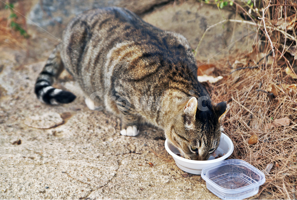 고양이,길고양이,밥먹는고양이,코숏,동물,야옹이,cat,동물,animal,포유류,mammal,고양이,cat,kitten,kitty