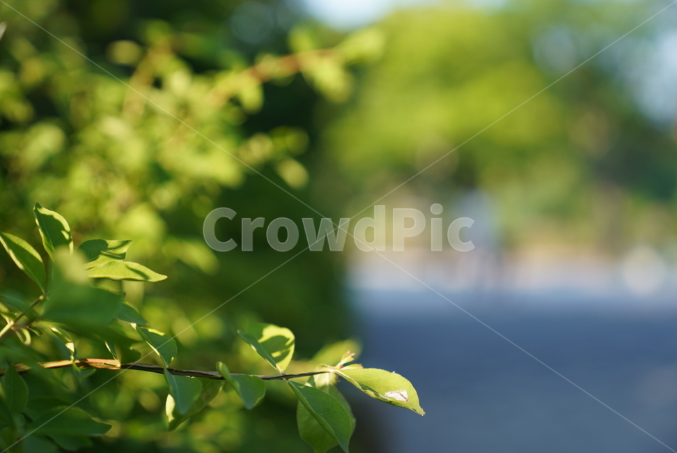 leaf,잎,plant,식물,풀,식물,자연,plants,nature