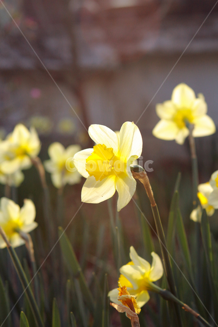 꽃,flower,narciscuss,수선화,봄꽃