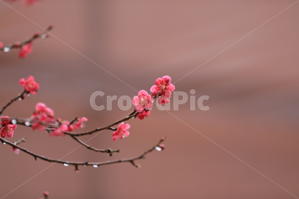 봄꽃,구례,화엄사,홍매화,봄,화엄사홍매화,봄,계절,spring,season,식물,자연,plants,nature,꽃,flower,plant,blossom