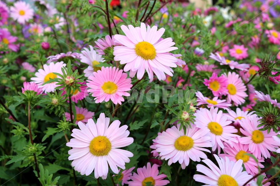 꽃,과꽃,국화과,식물,자연,취국,벽남국,추모란,식물,자연,plants,nature,꽃,flower