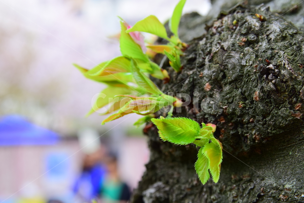 벚나무,벚나무새싹,벚나무잎,새싹,잎,leaves,cherrytree