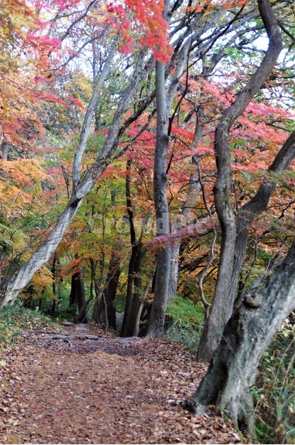 가을,단풍,나무,자연,식물,풍경,자연풍경,감성,autumn,nature,season,계절,emotion,trees,산길,낙엽,가을,계절,fall,autumn,season,tree,plant,tree trunk,나무 줄기