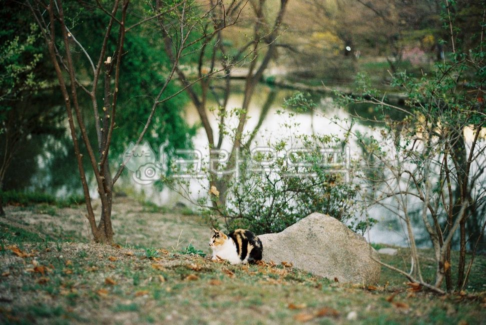 stray cat,cat,tricolor,film camera