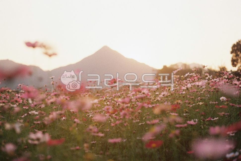 꽃,데이지,코스모스,일몰,일몰꽃,꽃밭,가을꽃