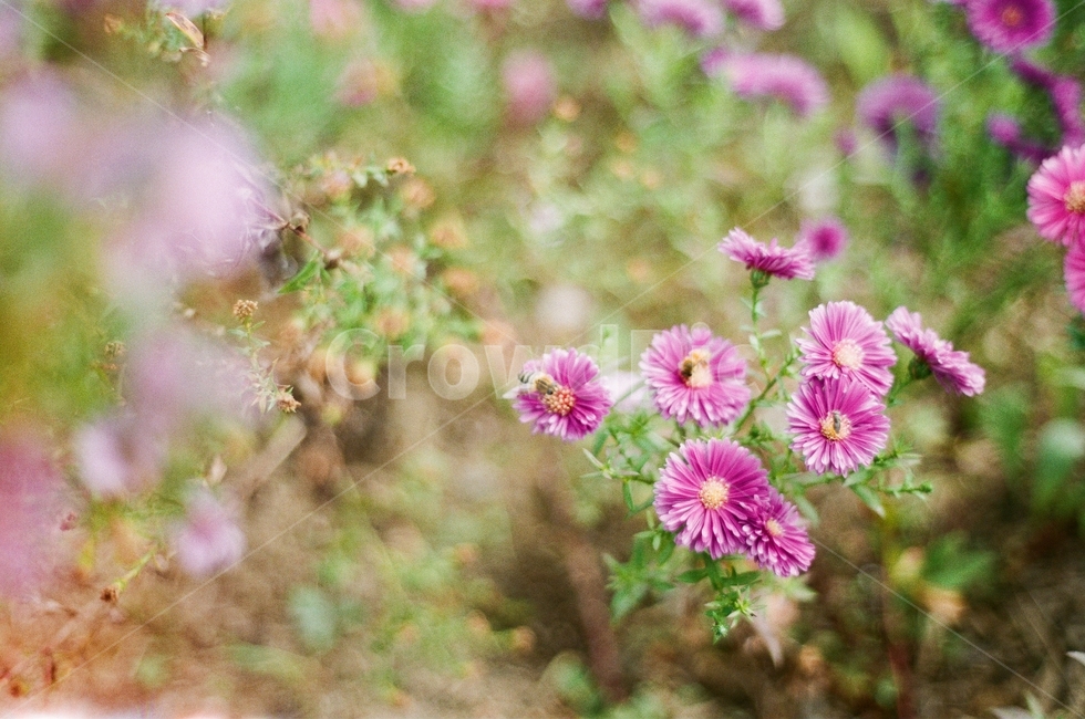 식물,plant,꽃,flower,honeybee,꿀벌,식물,자연,plants,nature,꽃,flower