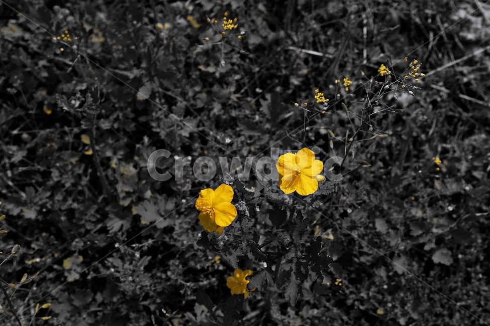 애기똥풀,백굴채,식물,정물사진,야생화,식물,자연,plants,nature,꽃,flower,흑백,모노톤,monochrome,black and white