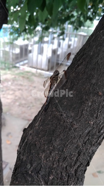 잠자리,나무,날개,쉼,여름,자연,동물,animal,곤충,벌레,insect,bug