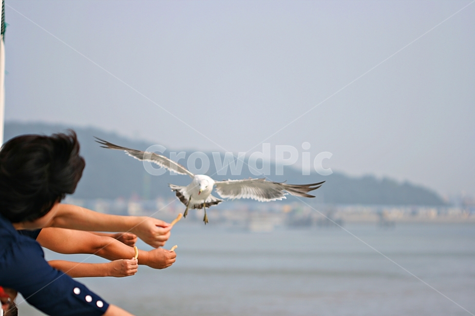 갈매기,새우깡,유혹,바다,사람,동물,animal,조류,새,birds,사람들,대중,군중,other people,crowd