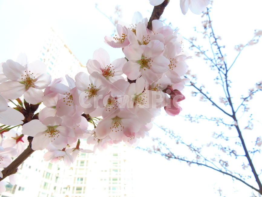 꽃,flower,blossom,벚꽃,cherryblossom,봄,꽃잎,나뭇가지,벚나무,식물,plant,아름다운,계절,야외,outdoor,beautiful,spring