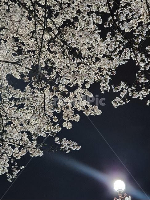벚꽃,밤벚꽃,벚꽃야경,cherryblossoms,nightcherryblossoms,flower,nightflower,nature,자연