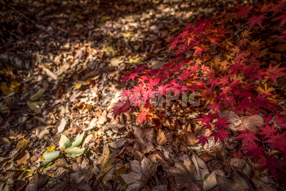 단풍,가을,단풍나무,단풍잎,빨간단풍,가을,계절,fall,autumn,season,leaf,잎,plant,식물,tree,나무