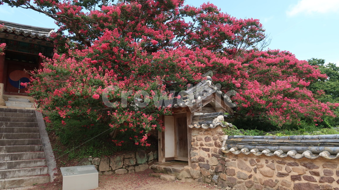 outdoors,옥외,garden,정원,arbour,정자,countryside,rural,농촌,building,자연,nature,배롱나무,분홍,분홍색,pink,한옥,전통,traditional,korean,korea,한국전통,한국문화,korean traditional,korean culture,식물,자연,plants,nature,꽃,flower