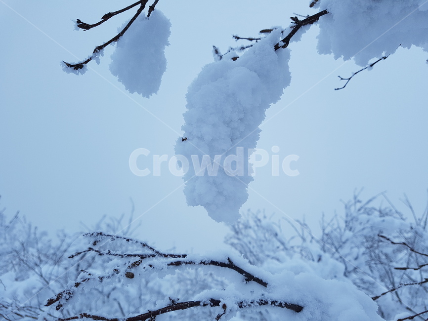 겨울,눈꽃,상고대,겨울산,겨울나무,눈,겨울,계절,winter,season,자연,풍경,nature,landscape