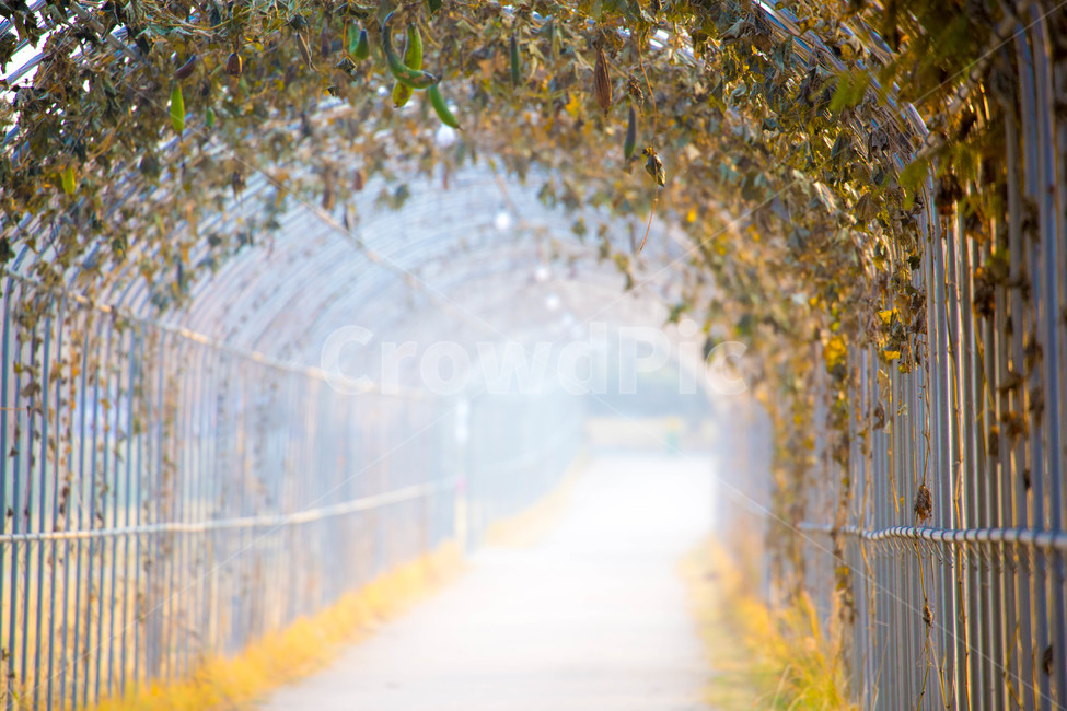 가을,안개,오송,터널,넝쿨,가을,계절,fall,autumn,season