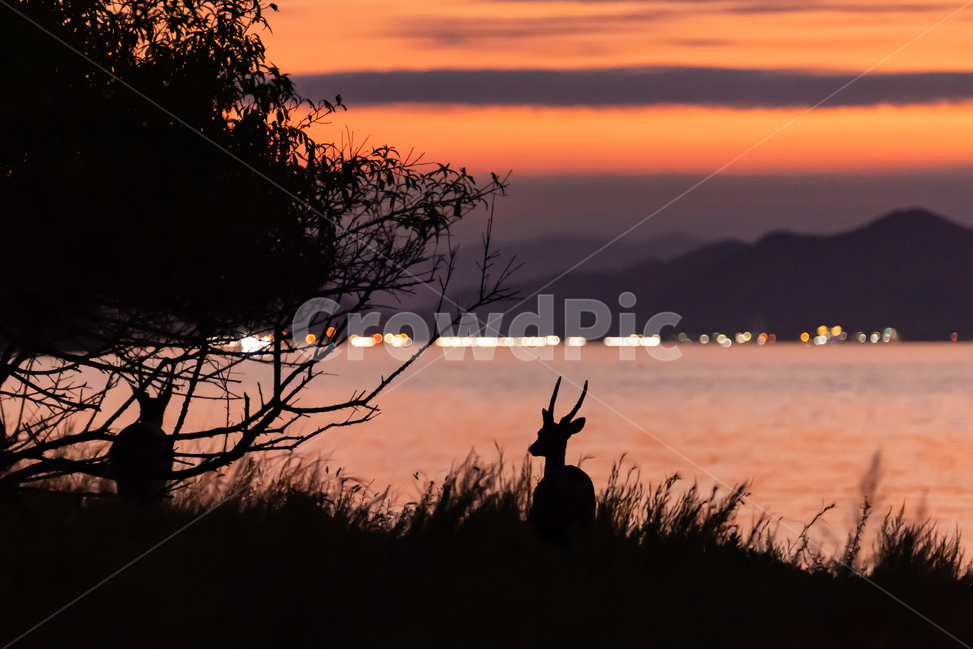 사슴,일몰,실루엣,동물,야생동물,자연,하늘,silhouette,sky,sunset,outdoors,nature,dusk,deer,사슴뿔,풍경배경,배경,일몰배경,동물,animal,실루엣,그림자,silhouette,shadow