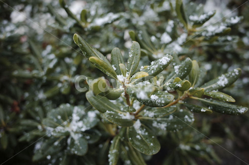 식물,plant,leaf,잎,green,초록,녹색,snow,눈,눈쌓인나무,눈쌓인나뭇잎,눈내린나무,눈내린나뭇잎,겨울,winter