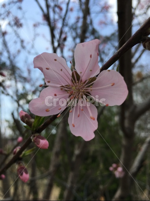 plant,식물,blossom,flower,꽃,벚꽃,분홍꽃,cherryblossom,sakura