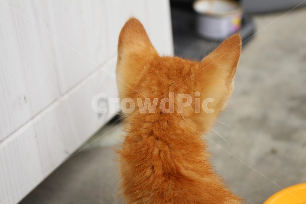 고양이,고양이뒷모습,아기고양이,새끼고양이,길고양이,동물,animal,포유류,mammal,고양이,cat,kitten,kitty