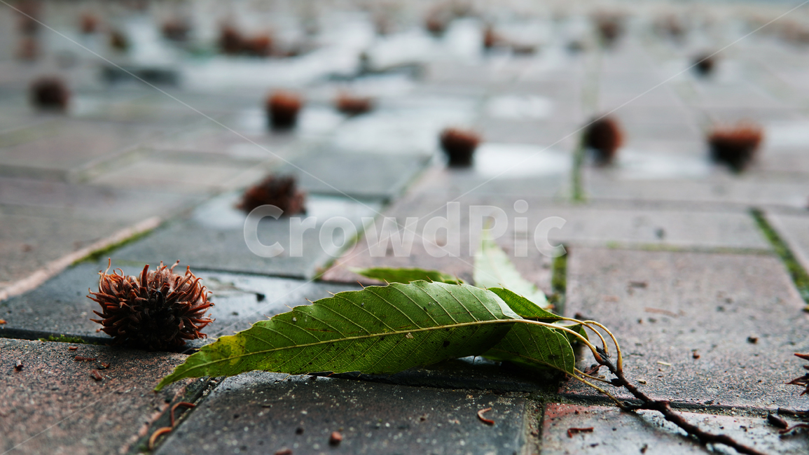 leaf,plant,식물,밤,가지,나뭇잎,잎,바닥,보도,땅,떨어짐,까진밤,식물,자연,plants,nature