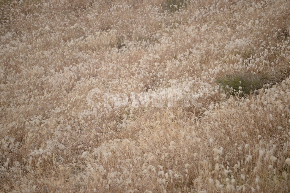제주도,제주,오름,억새,풍경,자연,금오름,가을,자연,풍경,nature,landscape,한국자연풍경,한국자연경관,korea nature landscape,제주도,jeju,jeju island,grass,잔디,plant,식물,rug,깔개