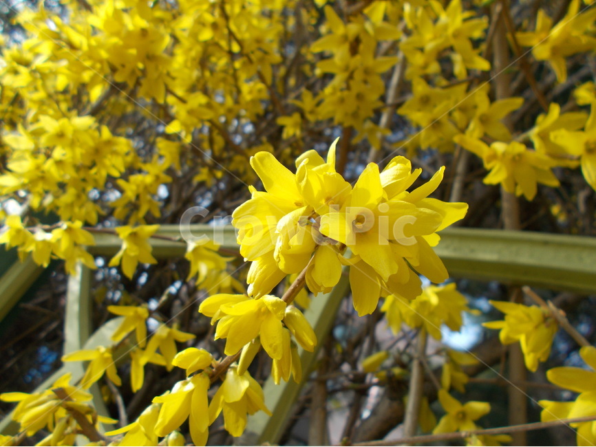 개나리,봄,노랑,꽃,울타리,자연,생명,봄,계절,spring,season,식물,자연,plants,nature,꽃,flower,plant,blossom