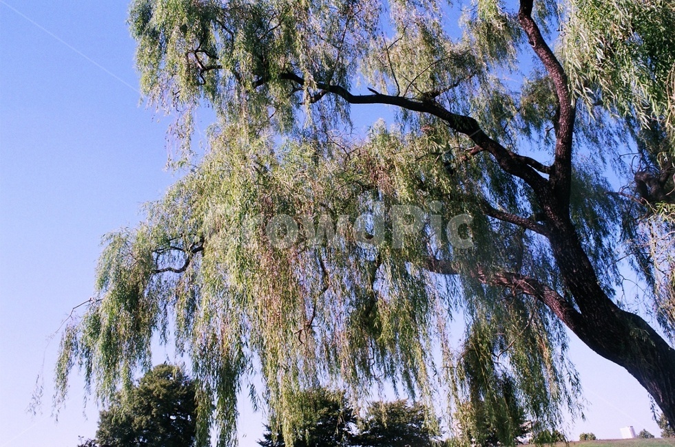 올림픽공원,대한민국,버드나무,식물,공원,식물,자연,plants,nature,나무,trees,wood
