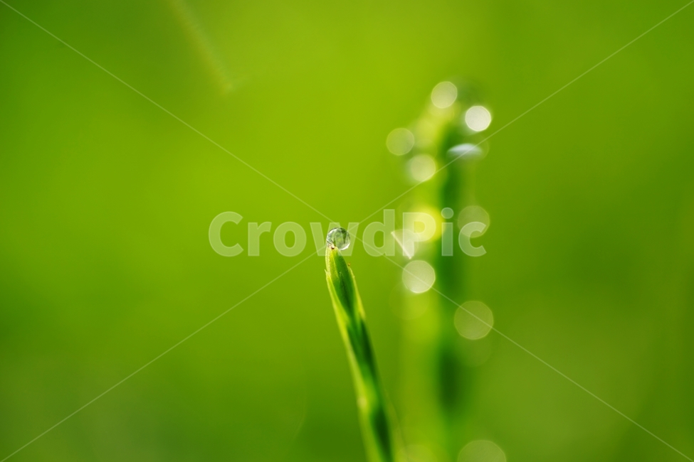 아침,이슬,풀,들풀,햇살,연초록,봄,식물,자연,plants,nature,휴식,힐링,rest,relaxation,healing