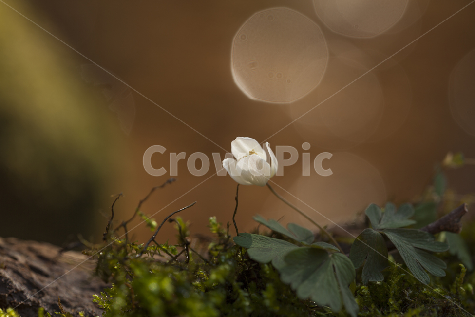 spring flowers,wind flower,bokeh,You too wind flower,seasonal flowers