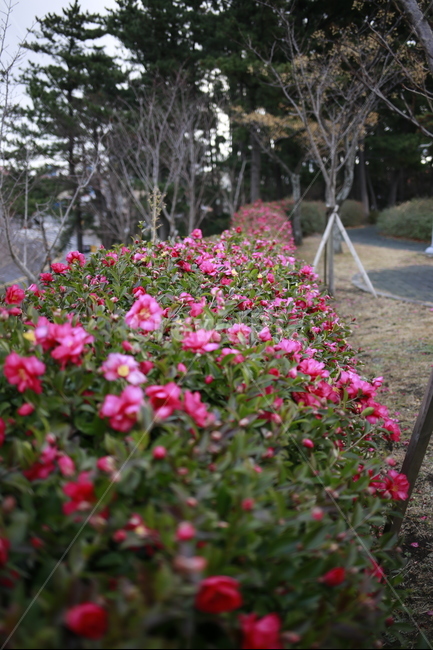 제주도,동백,꽃,동백꽃,겨울,식물,자연,plants,nature,꽃,flower