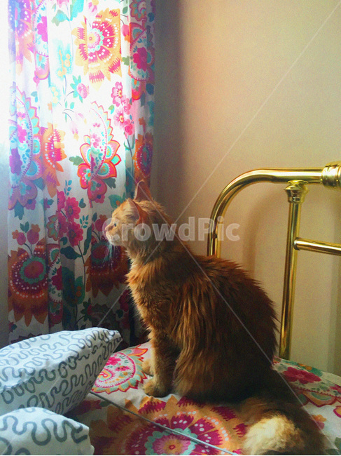 furniture,가구,couch,침상,cat,고양이